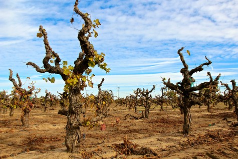 Vineyard with gnarled grapevines under a blue sky in Lodi, California, showcasing wine grape cultivation.
