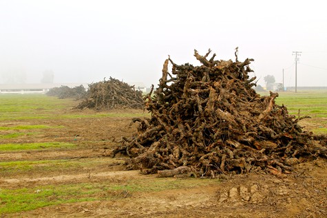 Vineyard soil with uprooted grapevines in Lodi, California for wine production.