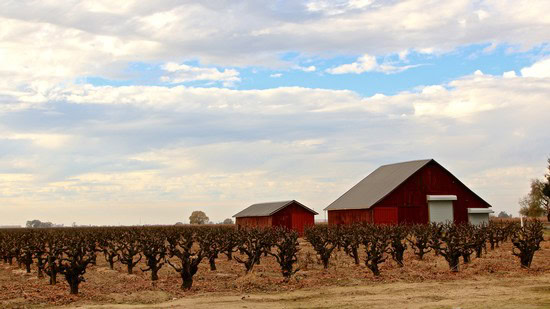 Vineyard with pruned grapevines and red barns under a partly cloudy sky in Lodi, California.