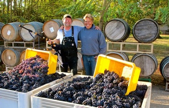 Two men harvesting grapes in a vineyard with wine barrels in the background.