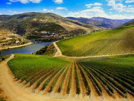 Vast vineyard in Lodi with rolling hills, river, and mountain backdrop, showcasing prime winegrape growing region.