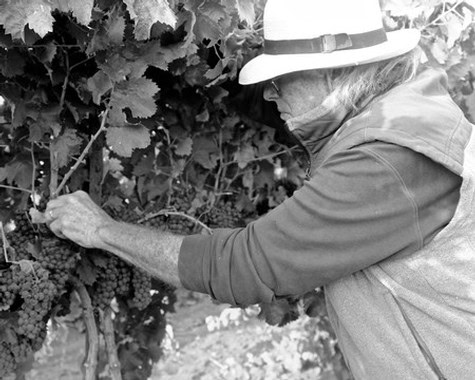 Woman harvesting grapes in a vineyard, wearing a hat and casual clothing, during daytime.