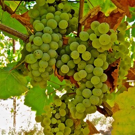 Close-up of green winegrapes growing on a vine in Lodi, California, with lush leaves and sunlight filtering through.