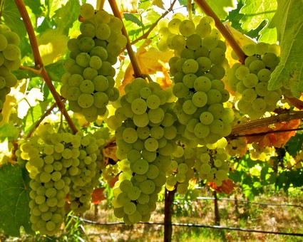 Green winegrape bunches hanging on vines in a vineyard, ready for harvest in Lodi, California.
