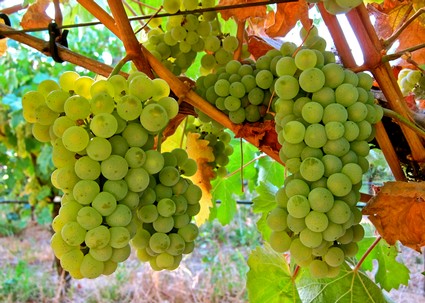 Close-up of green winegrape bunches hanging on vine in Lodi vineyard.
