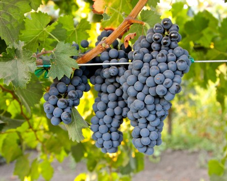 Close-up of ripe Lodi wine grapes hanging on the vine in a vineyard.