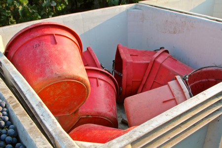 Red plastic buckets in a white container, used for grape harvesting in Lodi wine region.