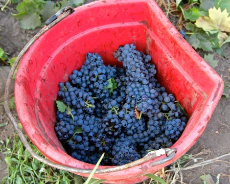 Freshly harvested blue wine grapes in a red bucket at Lodi Winegrape Commission.