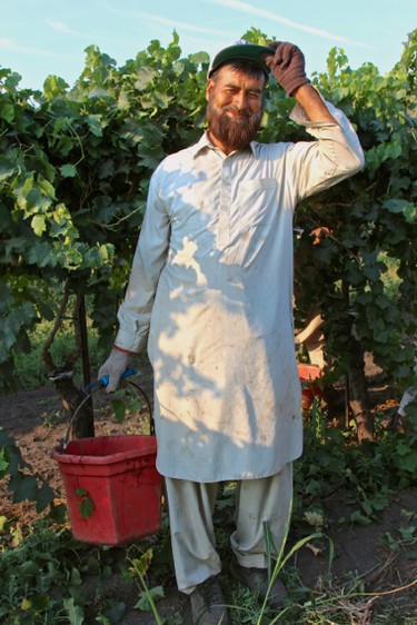 Vineyard worker in Lodi, California, harvesting wine grapes in a lush vineyard.
