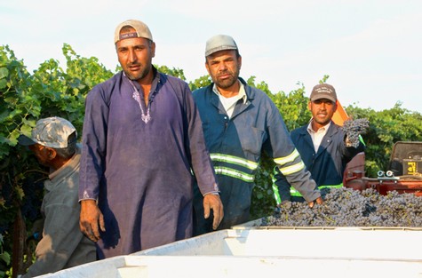Workers in Lodi vineyard harvesting grapes for wine production.