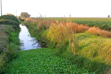 Lodi winegrape vineyard with irrigation canal and lush greenery in California.