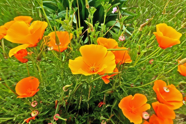 Bright orange and yellow flowers in a lush green field, representing the vibrant agriculture of Lodi Winegrape region.