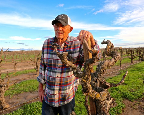 Lodi winegrape grower inspecting grapevines in a vineyard under a blue sky.