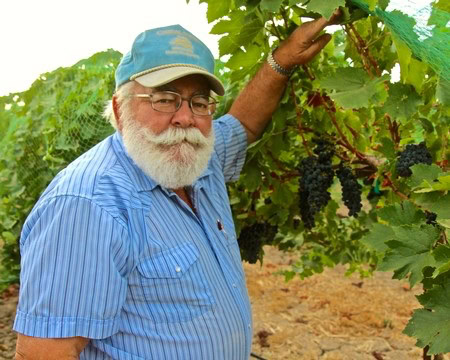 Older man with white beard and glasses in a vineyard, holding a bunch of ripe grapes.