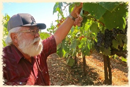 Elderly man with white beard and glasses harvesting grapes in a vineyard during daytime.