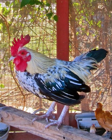 Colorful rooster standing on a wooden perch with a wire fence and greenery in the background.