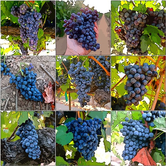 Close-up of ripe dark purple winegrapes on the vine, ready for harvest in Lodi, California.
