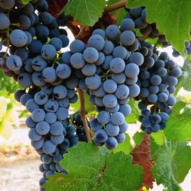 Close-up of ripe dark purple winegrapes hanging on the vine in Lodi, California.