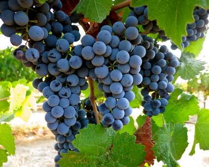 Close-up of ripe dark purple winegrapes hanging on the vine in Lodi wine region.