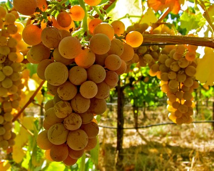 Close-up of ripe white wine grapes hanging on the vine in Lodi, California.