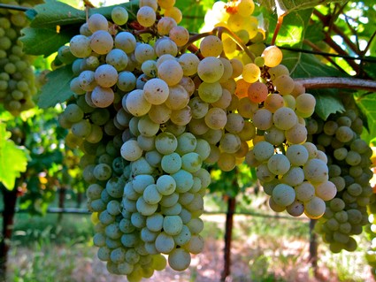 Close-up of ripe white wine grapes hanging on the vine in Lodi, California.