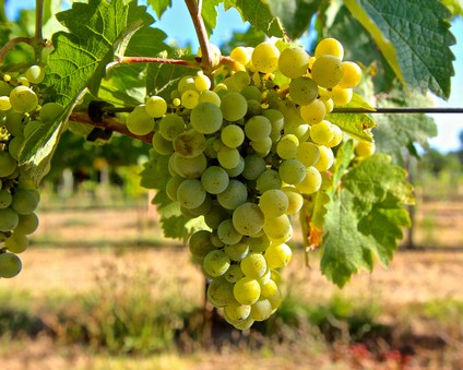Close-up of a ripe white wine grape cluster hanging from a vine in Lodi wine country.