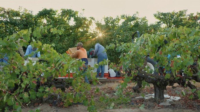 Workers harvesting winegrapes in Lodi vineyards during sunset for wine production.
