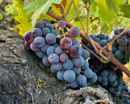 Close-up of ripe purple and blue winegrapes on vine in Lodi wine region, California.