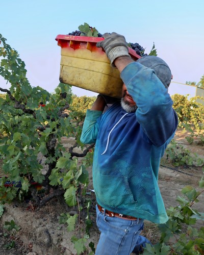 Worker harvesting grapes in Lodi vineyard with a basket on his shoulder.