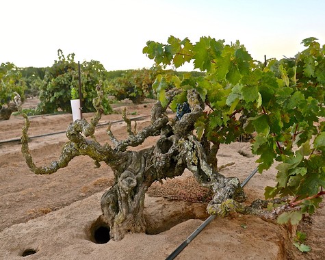 Gnarled grapevine in Lodi vineyard with lush green leaves and soil background.