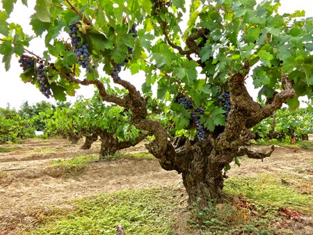 Grapevines with ripe grapes in a Lodi vineyard, ready for harvest.