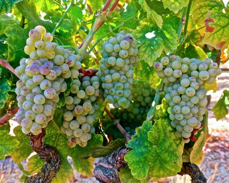 Close-up of ripe white wine grapes hanging in a lush vineyard, ready for harvest in Lodi, California.