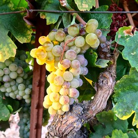 Close-up of ripe green and purple winegrapes hanging on a vine in Lodi, California.