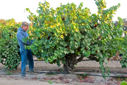 Vineyard worker inspecting grapevines at Lodi Winegrape Commission in California.