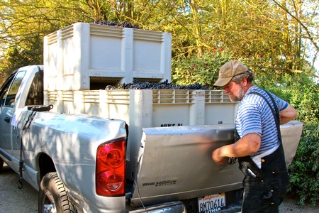 Farmer harvesting grapes into a truck for Lodi wine production in California.