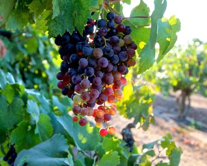 Cluster of ripe Lodi wine grapes hanging on vine in vineyard.