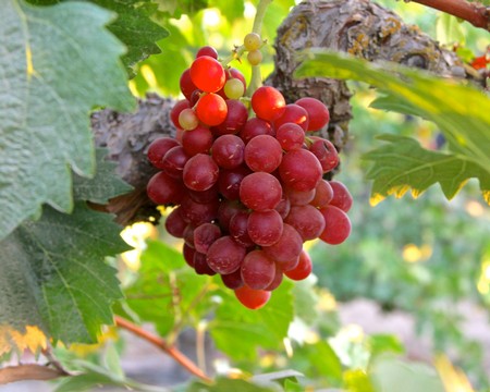 Close-up of ripe red grape cluster on vine in Lodi wine region, California.
