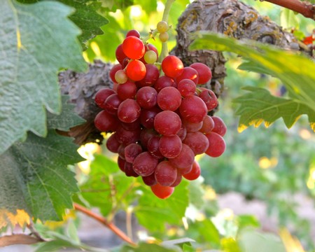Close-up of ripe red grape cluster on vine in Lodi wine region, California.