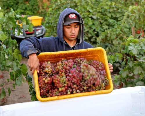 Vineyard worker harvesting ripe grapes in Lodi wine region for wine production.
