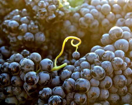 Close-up of ripe Lodi wine grapes with a yellow vine tendril in sunlight.