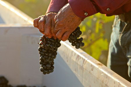 Hand harvesting ripe black grapes in a vineyard for Lodi wine production.