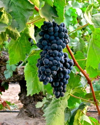 Close-up of ripe dark purple Lodi wine grapes hanging on the vine with green leaves.