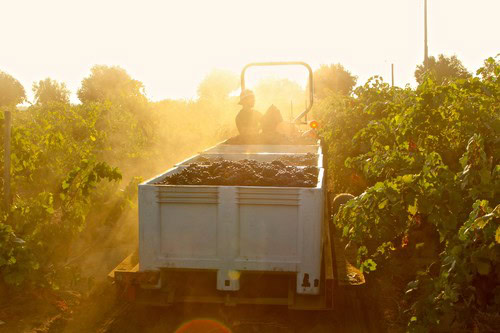 Vineyard workers harvest grapes in Lodi wine region during sunset.