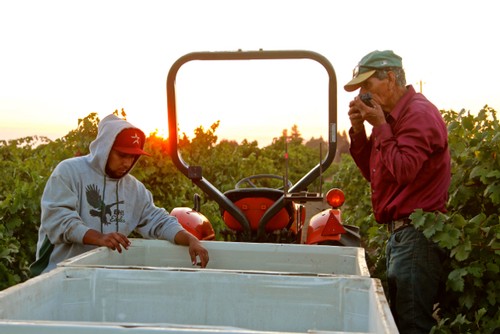 Vineyard workers inspecting grapes during sunset at Lodi Winegrape Commission.