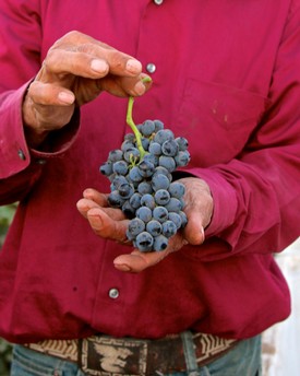 Close-up of a person holding a bunch of ripe blue grapes in a vineyard.