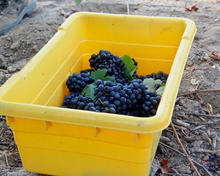Grapes in a yellow container at Lodi Winegrape Commission vineyard.
