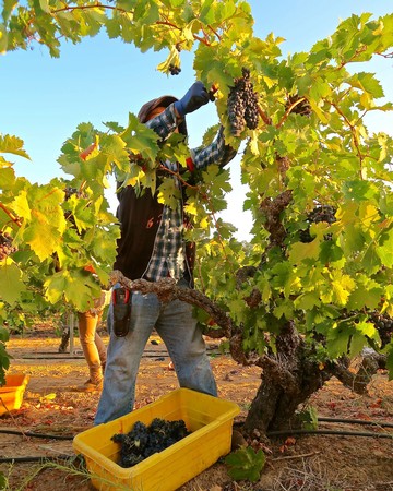 Worker harvesting ripe grapes from a vineyard in Lodi, California during the wine grape harvest season.