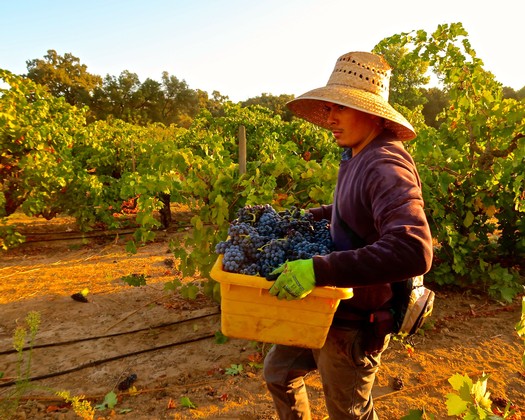 Worker harvesting grapes in a vineyard during the day, wearing a wide-brimmed hat and gloves.