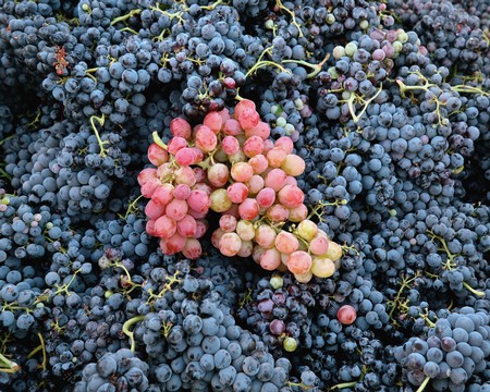 Close-up of ripe red and blue wine grapes on the vine, ready for harvest in Lodi, California.