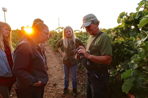 Group of people in vineyard at sunset, learning about winegrape cultivation in Lodi, California.